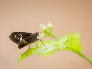 Close-up of butterfly on leaf