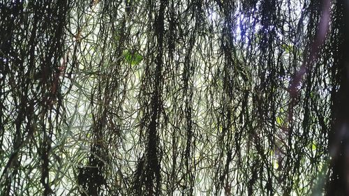 Low angle view of bamboo trees in forest