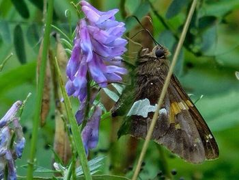 Close-up of butterfly on purple flower