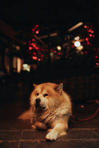 Pedigree red fluffy dog lying on the street with red bokeh evening lights