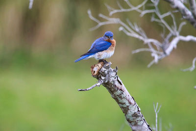 Close-up of bird perching on branch