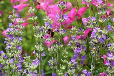 Close-up of bee on pink flowers