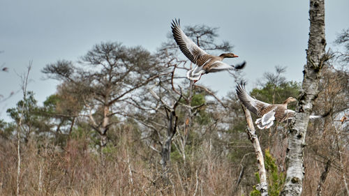 Low angle view of bird flying against the sky