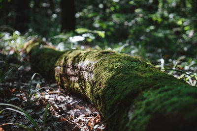 A trunk fallen in the forest overgrown with moss. outdoor recreation concept.