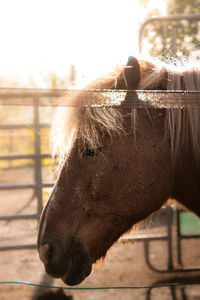 Close-up of horse in ranch