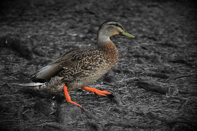 Duck on a field