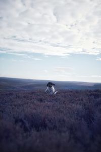 View of horse sitting on land