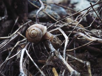 Close-up of snail on ground