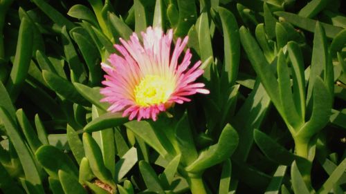 Close-up of pink flower