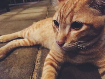 Close-up portrait of ginger cat