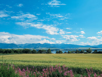 Scenic view of agricultural field against sky