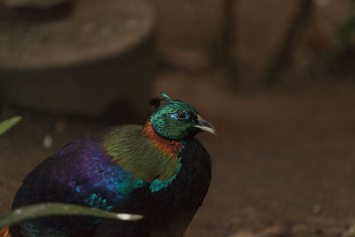 Close-up of bird