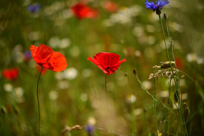 Close-up of red poppy flowers on field