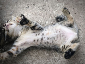 High angle view of cat sleeping