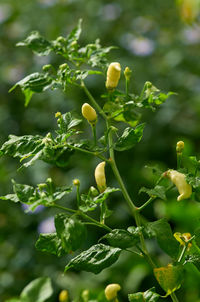 Close-up of flowering plant