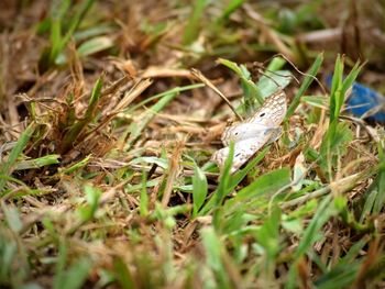 Close-up of insect on grass