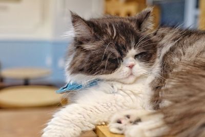 Close-up of cat sleeping at home