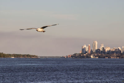 Seagull flying over sea in city