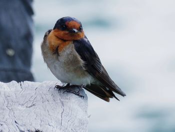 Close-up of bird perching on snow