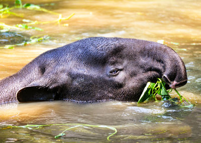 Close-up of a drinking water in lake