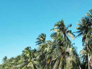 Low angle view of coconut palm trees against clear blue sky