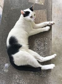 High angle view of cat lying on floor