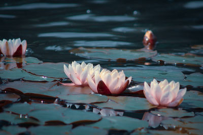 Close-up of lotus water lily in lake