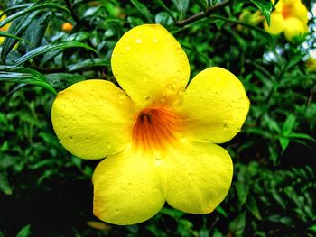 Close-up of yellow flower