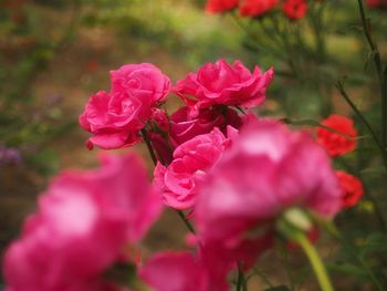 Close-up of pink roses