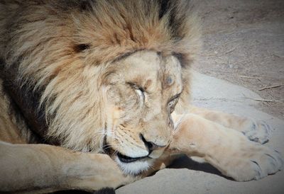 Close-up of lion