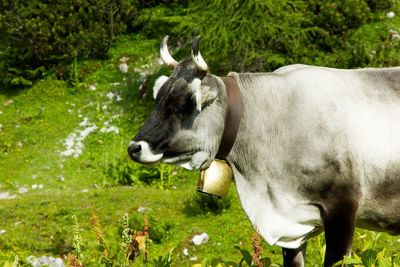 Cow standing in a field