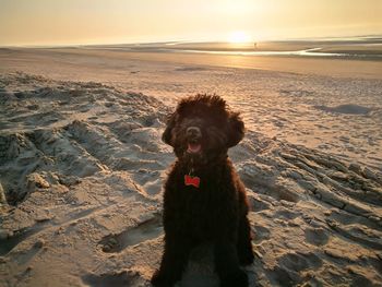 View of dog on beach during sunset