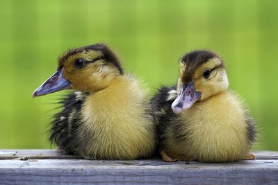 Close-up view of ducklings