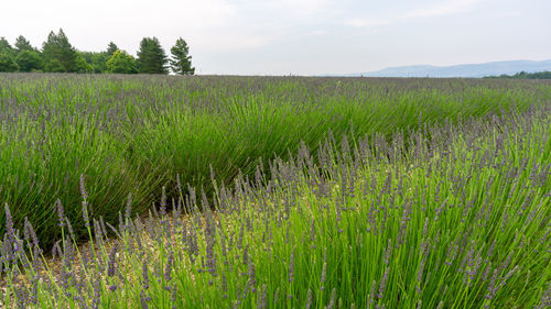 Purple petals of lavender young bud flower blossom in row at a field under cloudy sky