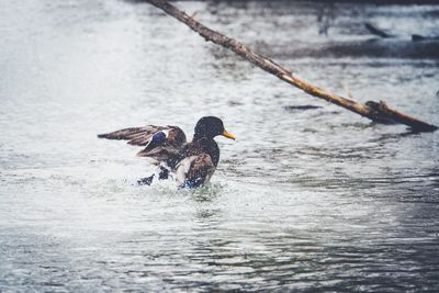Bird flying over sea