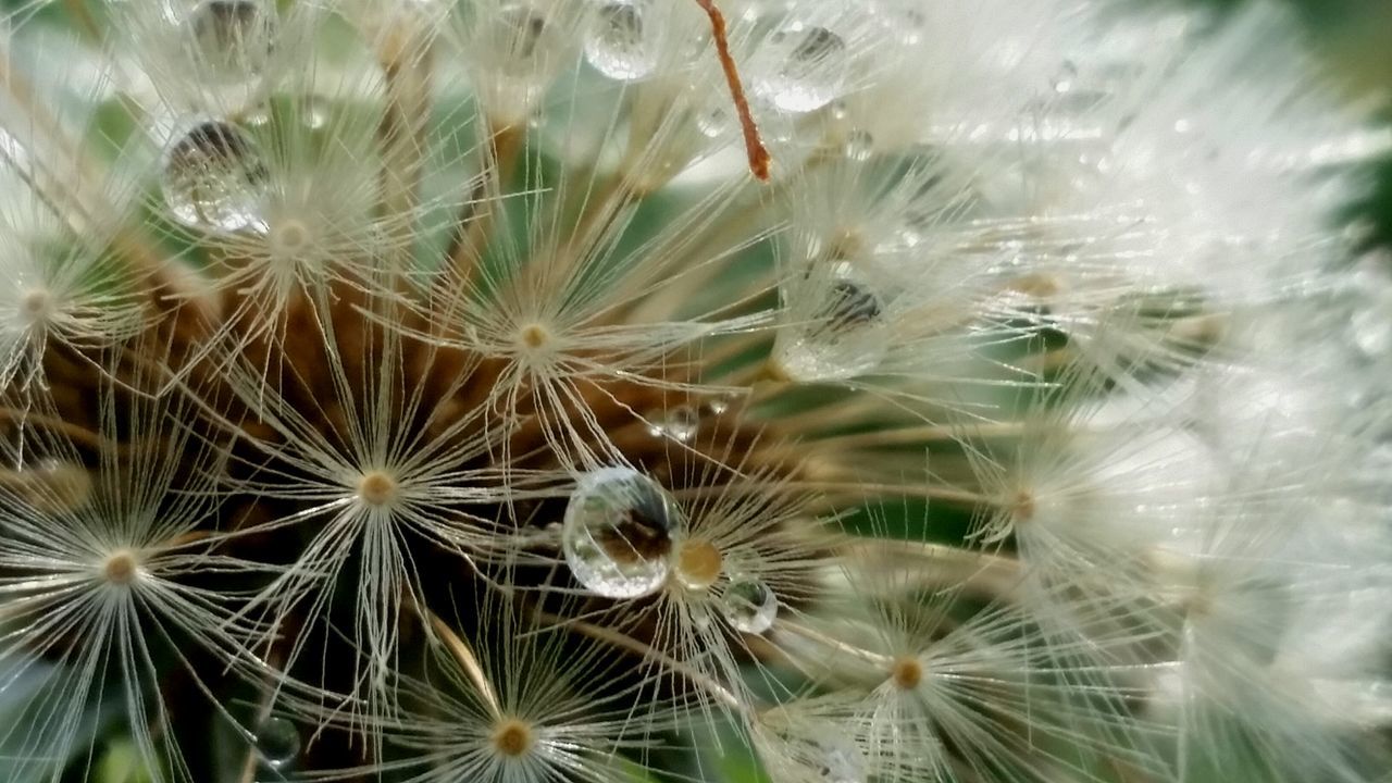 fragility, nature, beauty in nature, close-up, no people, full frame, backgrounds, flower, growth, outdoors, plant, freshness, day, dandelion seed, flower head