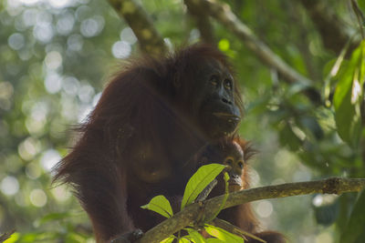 Low angle view of orangutan with infant on tree