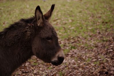 View of a donkey on field