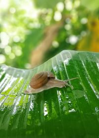 Close-up of snail on leaves