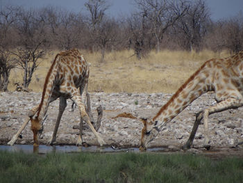 Giraffes drinking at etosha national park