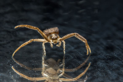 Close-up of spider on floorboard