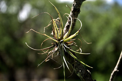 Close-up of plant leaves