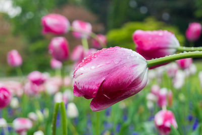 Close-up of pink tulips during rainy season