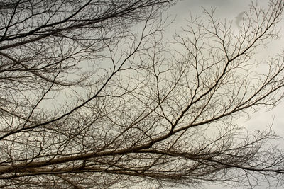 Low angle view of bare tree against sky