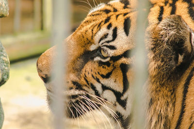animal themes