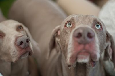 Close-up of two dogs looking up