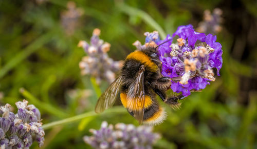 Close-up of bee on purple flower