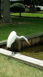 White bird perching on grass by lake