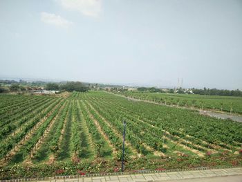 Scenic view of agricultural field