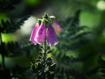 Close-up of purple flowering plant